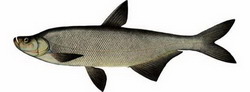 верхогляд (erythroculter erythropterus)