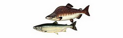 горбуша (oncorhynchus gorbuscha)