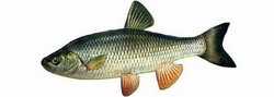 голавль (leuciscus cephalus)