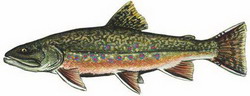 голец (salvelinus)