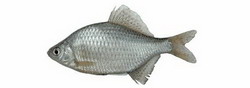 горчак (rhodeus sericeus)