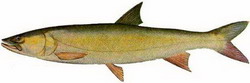 желтощёк (elopichthys bambusa)