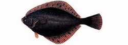 калкан (scophthalmus maeoticus)