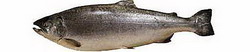 кижуч (oncorhynchus kisutch)