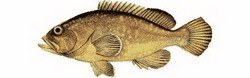 мероу (epinephelus)