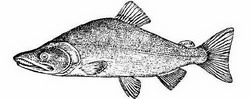 нерка (oncorhynchus nerka)