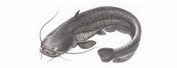 сом (silurus)