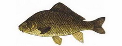 сазан (cyprinus carpio)