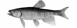 троегуб (opsariichthys uncirostris)