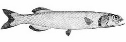 талисман (alepocephalus bairdii)