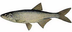 уклейка (alburnus alburnus)