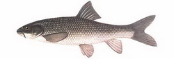 храмуля (varicorhinus capoeta)