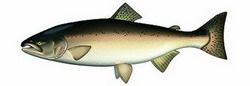 чавыча (oncorhynchus tshawytscha)