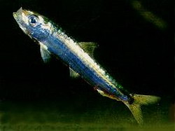 европейская сардина, или пильчард sardina pilchardus