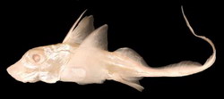 химера chimaera monstrosa