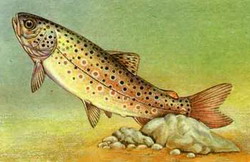 форель ручьевая (salmo trutta morpha fario)