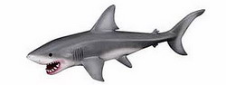 акула (selachimorpha)