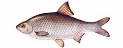 вобла (rutilus rutilus caspicus)