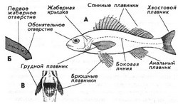 внешнее строение рыб