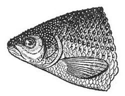 физиология и экология рыб