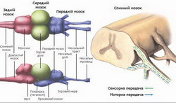 сенсорная и нервная система