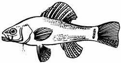 основные антропогенные факторы, влияющие на рыб
