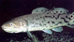ильная рыба (amia calva)
