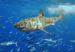 ихтиологи будут следить за акулами-людоедами с помощью вживленных радиометок