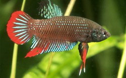 бетта черная, петушок карликовый, петушок черный невоинственный (betta imbellis)