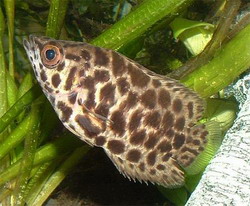 ктенопома леопардовая (ctenopoma acutirostre)
