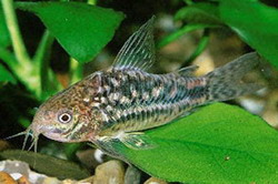 коридорас волнистый (corydoras undulates)