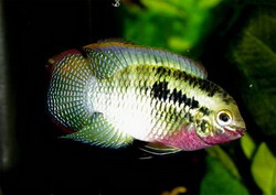 апистограмма-панда нийссена (apistogramma nijsseni, panda dwarf cichlid, nijssens dwarf cichlid, panda apisto)