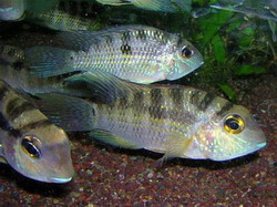 васильковый хаплохромис, хаплохромис джексона (sciaenochromis fryeri)