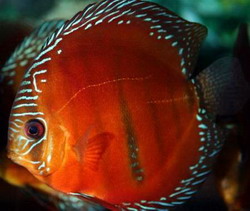 попугай (pelvicachromis pulcher, pelvicachromis kribensis)