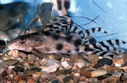 флаговый синодонтис (synodontis decorus)