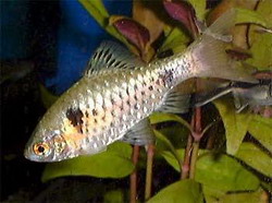 барбус зеленый (barbus semifasciolatus, puntius semifasciolatus)