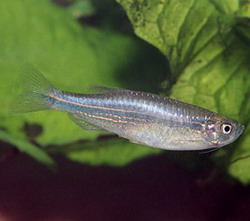 данио розовый, жемчужный данио (brachydanio albalineatus, pearl danio)