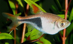 расбора краснохвостая (rasbora borapetensis)