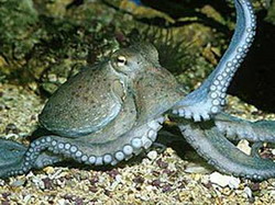 в сочинском океанариуме поселился осьминог