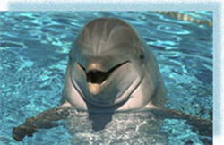 московский дельфинарий