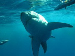 мифы об акулах