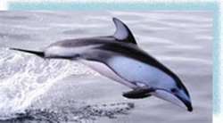 рейдерский захват «утришского дельфинария»