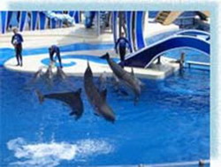 дрессировка дельфинов